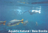 Aqurio Natural / Baa Bonita