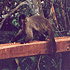 Macaco