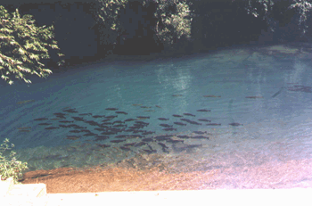 A beleza da natureza e das guas de Bonito