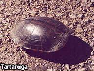 Tartaruga
