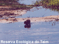 Reserva Ecológica do Taim